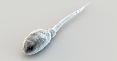 spermatozoon.jpg